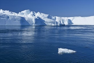 Gigantic icebergs in the ice fjord