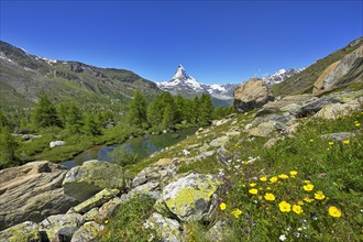 Alpine meadow of blossoming yellow flowers at the Grindjisee