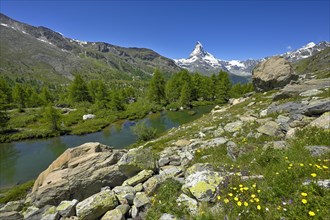 Alpine meadow of blossoming yellow flowers at the Grindjisee