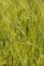 Green barley field in Fruehsommmer