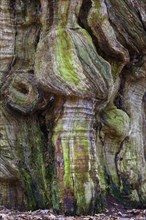 Adulterated trunk of an old beech tree