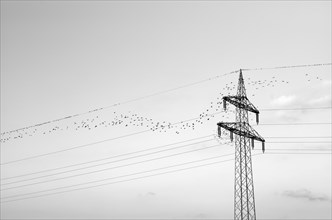 European starlings