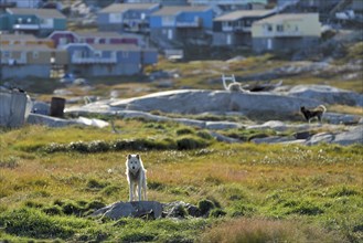 Greenland dog standing on a rocky plateau