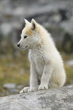 Young Greenlandic dog sitting on rocky plateau