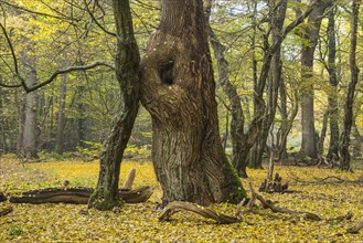 Tree trunks of old trees and deadwood