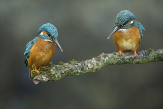 Two Common kingfishers