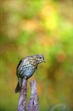 Song thrush