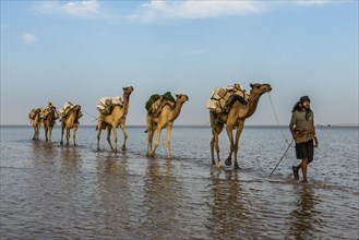Camels loaded with rock salt plates walk through a salt lake