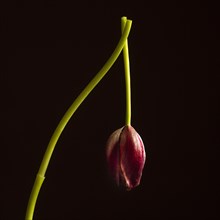 Faded red tulip