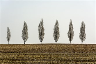 Row of trees in a field