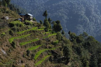 Mountain landscape with terrace fields and small house between Shivalaya 1790m and Bhandar 2200m