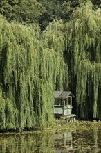 Picturesque weeping willows