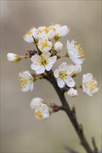 Flowers of the Blackthorn