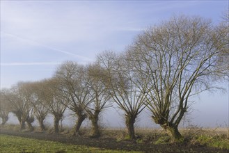 Pollarded willows at the edge of the field