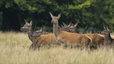 Herd of bald deer of the red deer