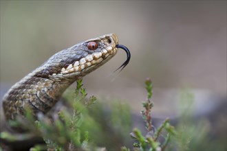 Flaming Common European viper