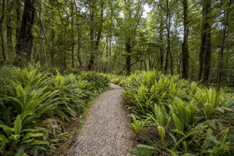 Hiking trail through forest with ferns