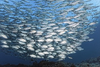 Swarm of spiny mackerel