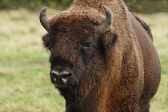 Bison