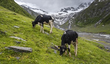 Kuehe im Tal weiden vor Gletscher