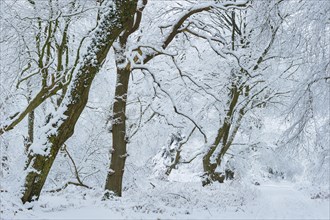 Snow on old trees in the jungle Baumweg