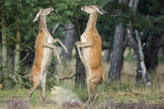 Alt animals in dispute of the red deer