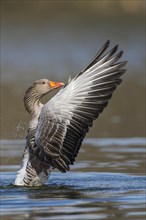 Greylag goose