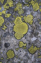 Greens Map lichen