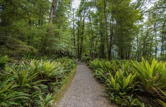 Hiking trail through forest with ferns