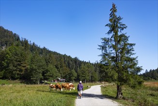 Hiking trail from the Schwarzensee to the Moosalm with a herd of cows on the alp
