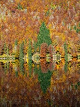 Autumnally colored mixed forest is reflected