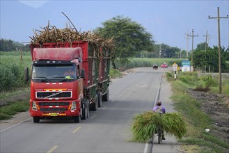 Truck loaded with sugar cane