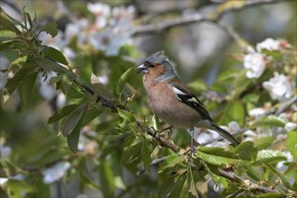 Singing Common chaffinch