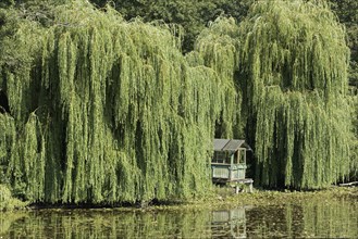 Picturesque weeping willows