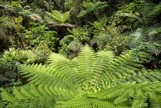 New Zealand rainforest