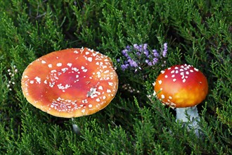 Fly agarics