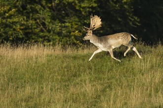 Running shovel of the Fallow deer