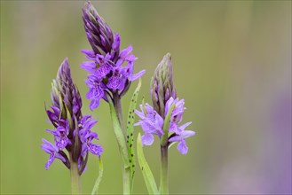 Southern marsh orchid