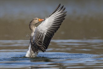 Greylag goose