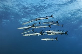 Swarm Blackfin barracuda