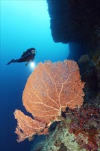 Diver with diving lamp at coral reef wall viewing Gorgonie