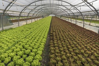 Salad growing in a greenhouse tunnel