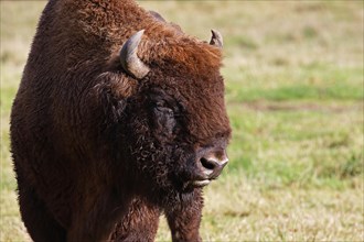 Bison