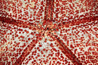 Underside with mouth of spiny cushion star