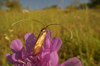 Gold longhorn moth