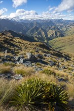 Hiking trail to Ben Lomond