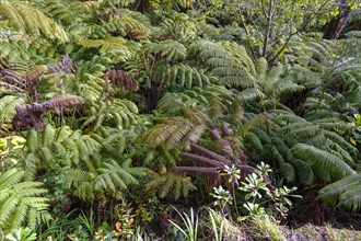 Forest of tree ferns