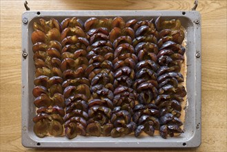 Densely covered plum cake on a baking tray in front of baking