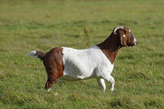 BoersDomestic Goat
