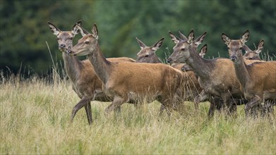 Herd of bald deer of the red deer